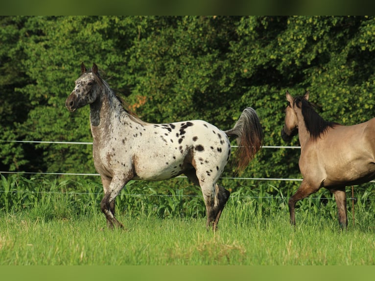 Appaloosa Mare  15,1 hh Bay-Dark in Globoko