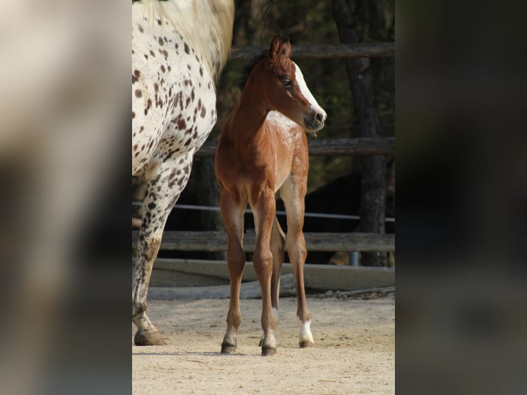 Appaloosa Mare Foal (03/2026) 15,1 hh Bay in Globoko