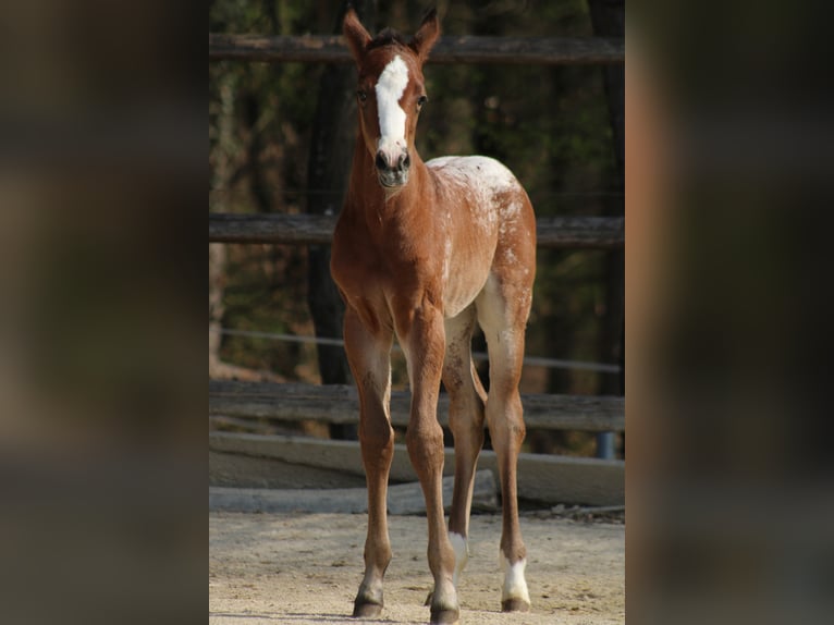 Appaloosa Mare Foal (03/2026) 15,1 hh Bay in Globoko