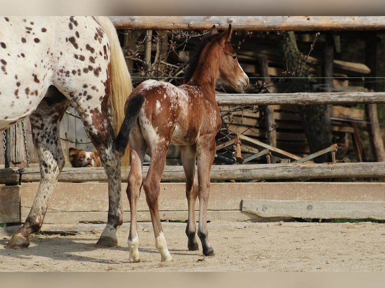 Appaloosa Mare Foal (03/2026) 15,1 hh Bay in Globoko