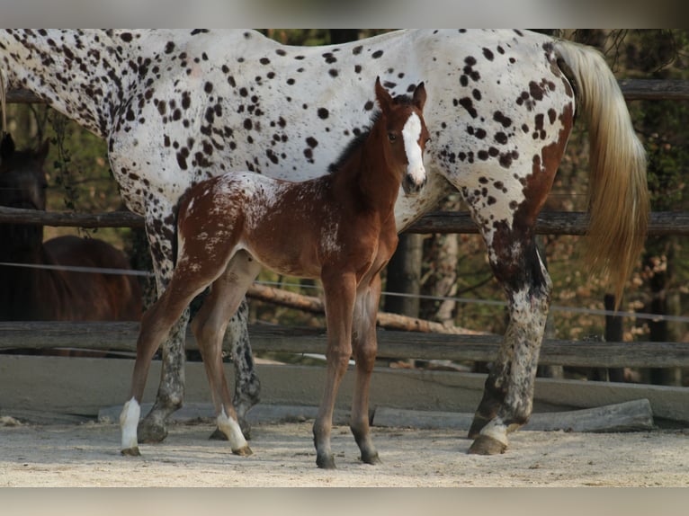 Appaloosa Mare Foal (03/2026) 15,1 hh Bay in Globoko
