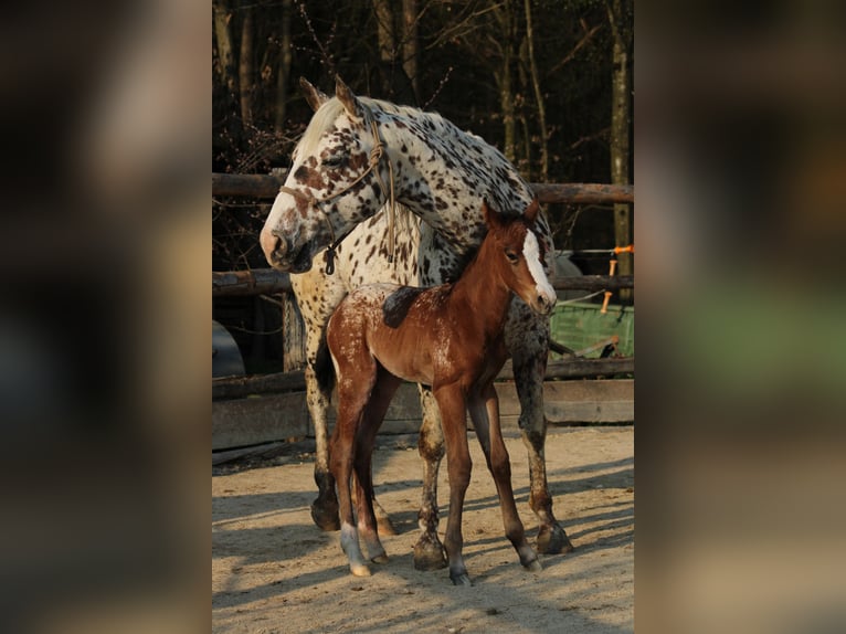 Appaloosa Mare Foal (03/2026) 15,1 hh Bay in Globoko