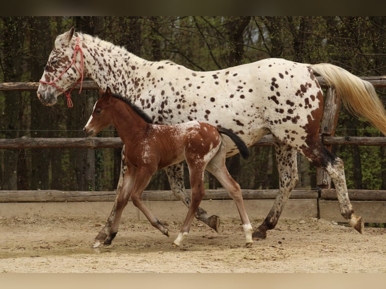 Appaloosa Mare Foal (03/2026) 15,1 hh Leopard-Piebald in Globoko