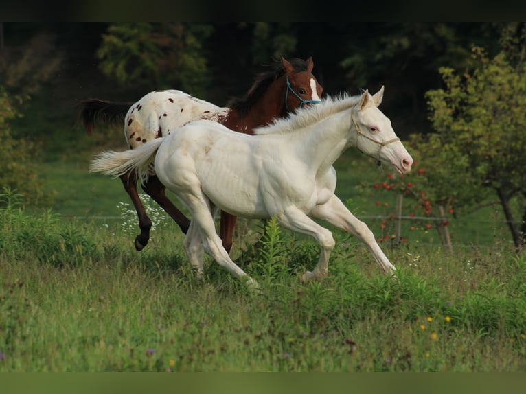 Appaloosa Mare Foal (04/2025) 15,2 hh in Globoko
