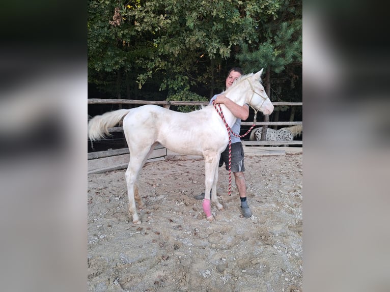 Appaloosa Mare Foal (04/2025) 15,2 hh in Globoko