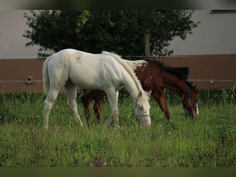 Appaloosa Mare Foal (04/2025) 15,2 hh in Globoko