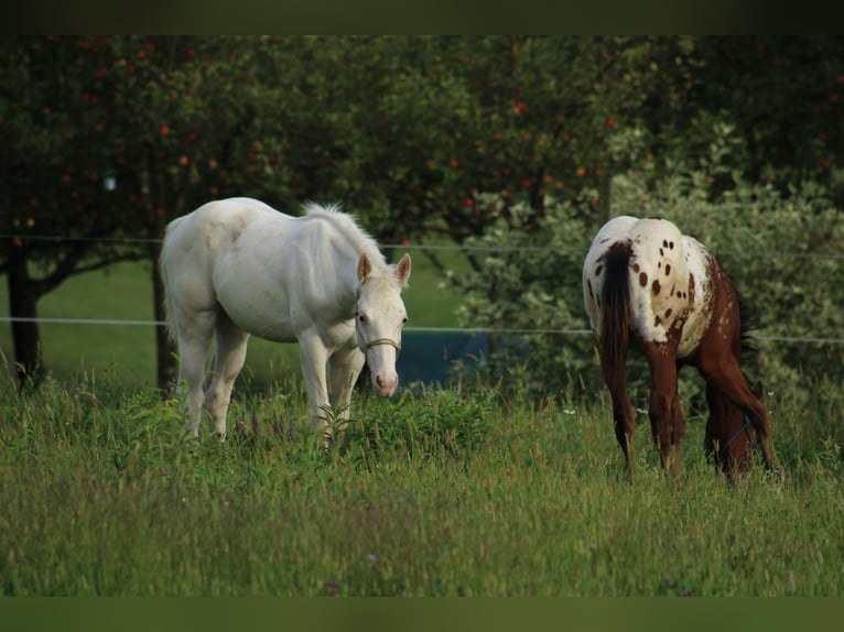 Appaloosa Mare Foal (04/2025) 15,2 hh in Globoko