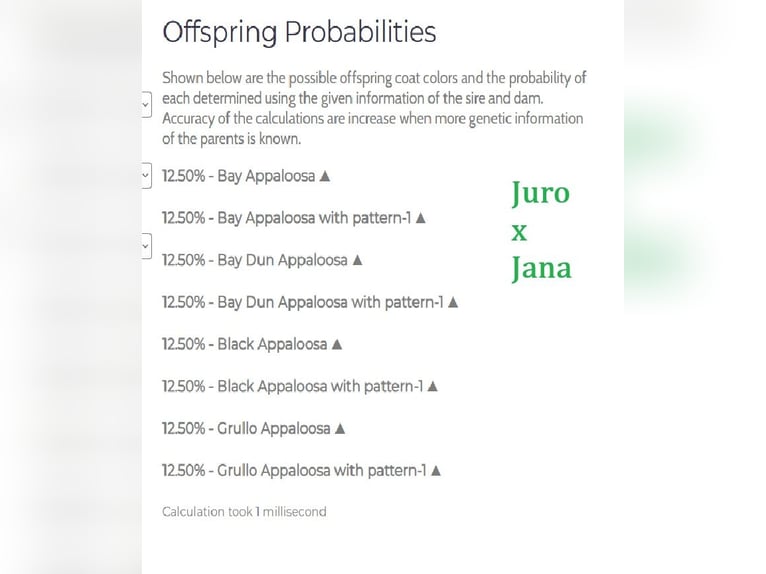 Appaloosa Mare Foal (01/2025) 15,2 hh Leopard-Piebald in Globoko Appaloosa Mare Foal (01/2025) 15,2 hh Leopard-Piebald in Globoko