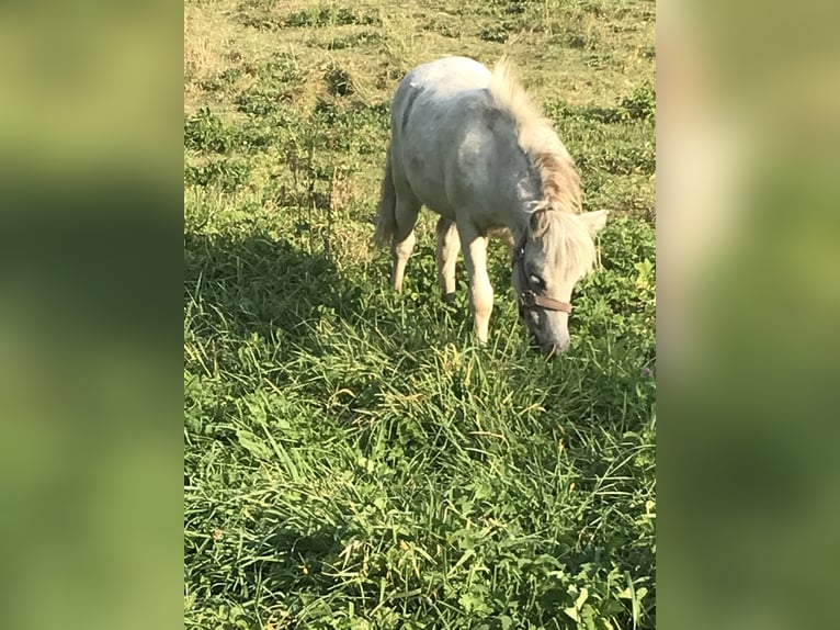 Appaloosa Mix Mare Foal (04/2024) 9,2 hh Leopard-Piebald in Wschowa