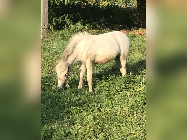 Appaloosa Mix Mare Foal (04/2024) 9,2 hh Leopard-Piebald in Wschowa