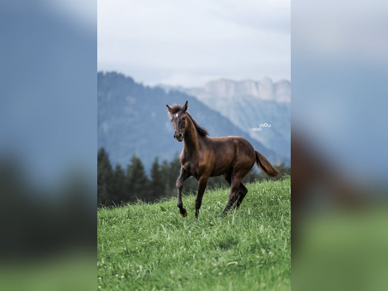 Appaloosa Mare Foal (04/2024) Black in Schüpfheim