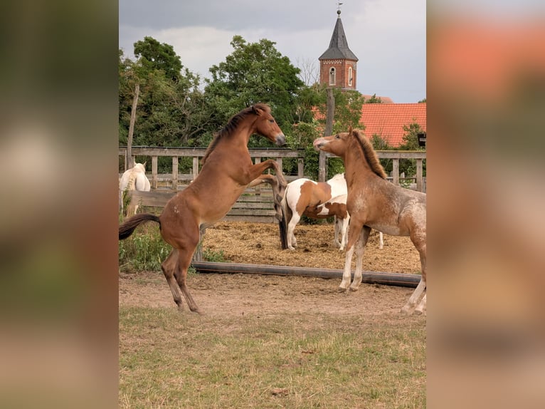 Appaloosa Mare Foal (02/2026) Brown in Jerichow
