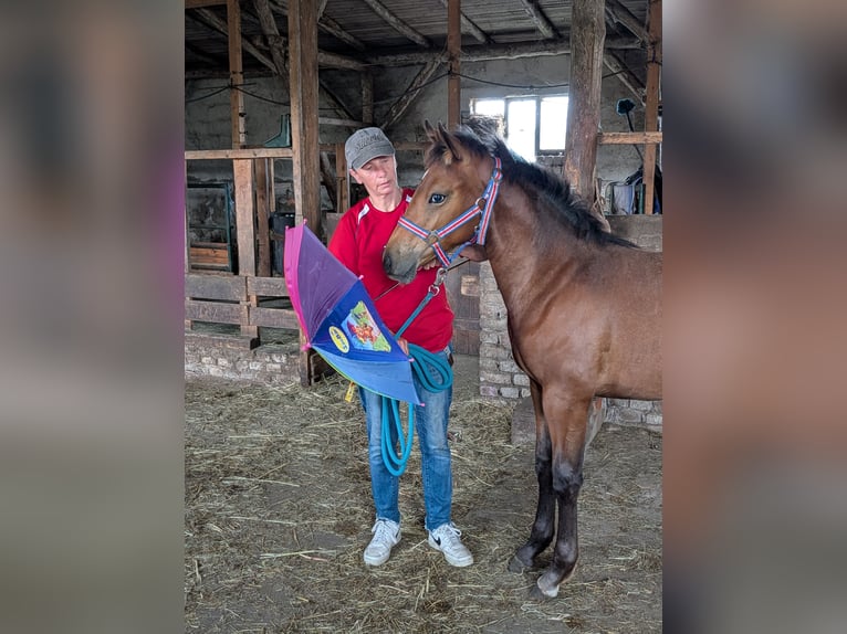 Appaloosa Mare Foal (02/2026) Brown in Jerichow
