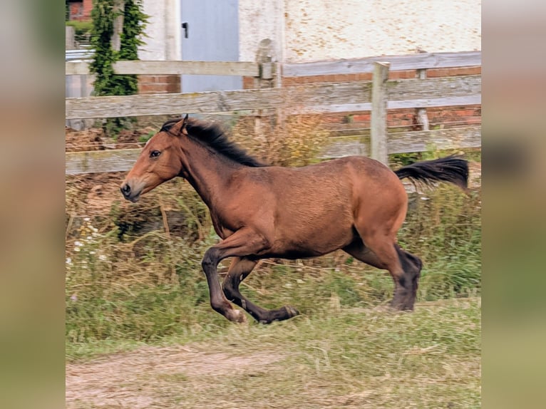 Appaloosa Mare Foal (02/2026) Brown in Jerichow