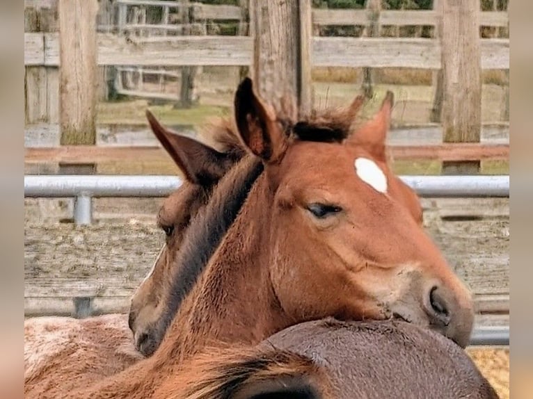 Appaloosa Mare Foal (02/2026) Brown in Jerichow
