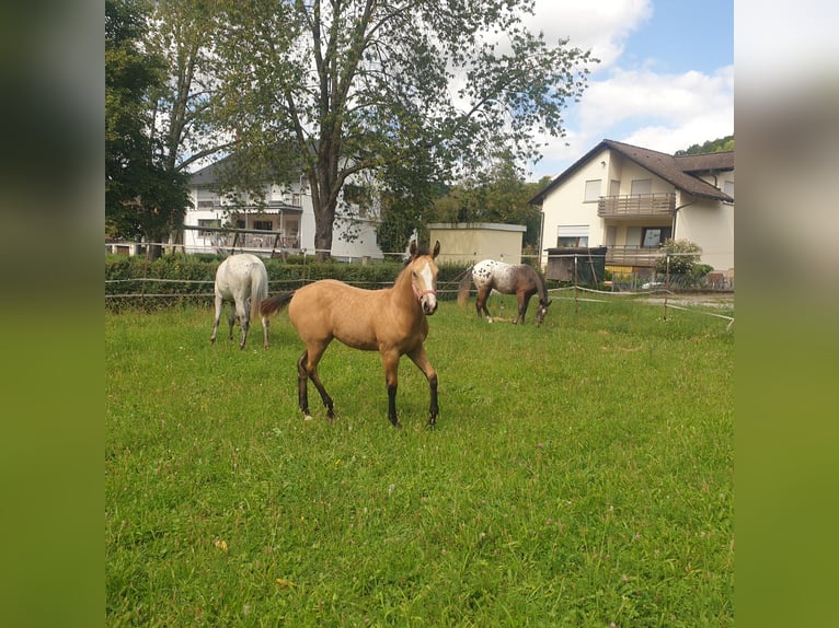 Appaloosa Mare Foal (04/2025) Buckskin in D&#xF6;rzbach