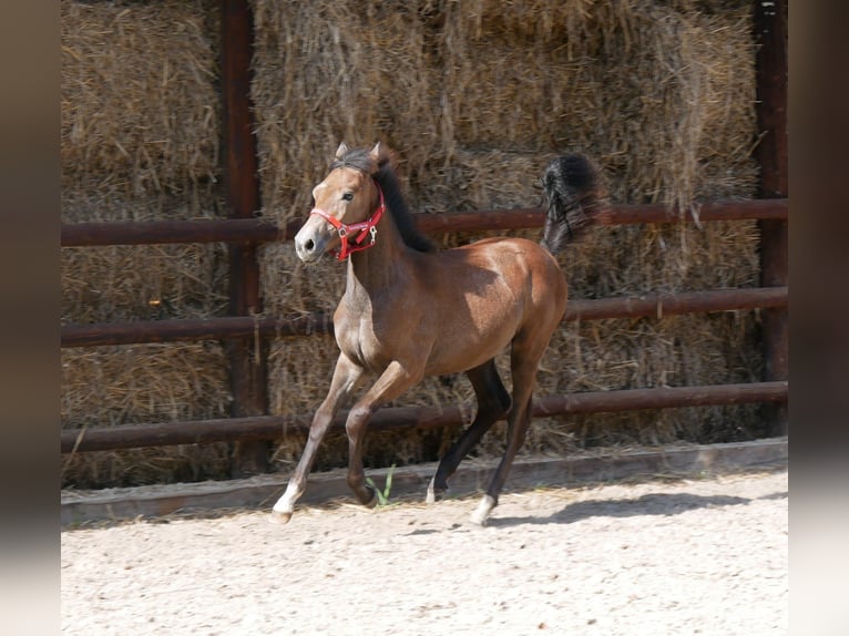 Appaloosa Mix Mare Foal (03/2023) in Dorsten