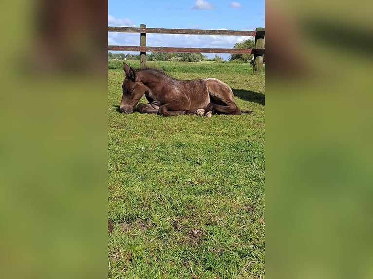 Appaloosa Mix Mare Foal (06/2025) in Tetenb&#xFC;ll