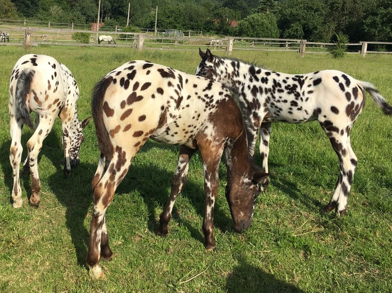 Appaloosa Mare Foal (04/2024) Leopard-Piebald in Brno