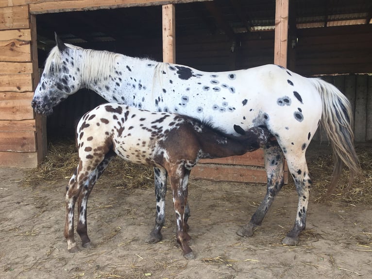 Appaloosa Mare Foal (04/2024) Leopard-Piebald in Brno