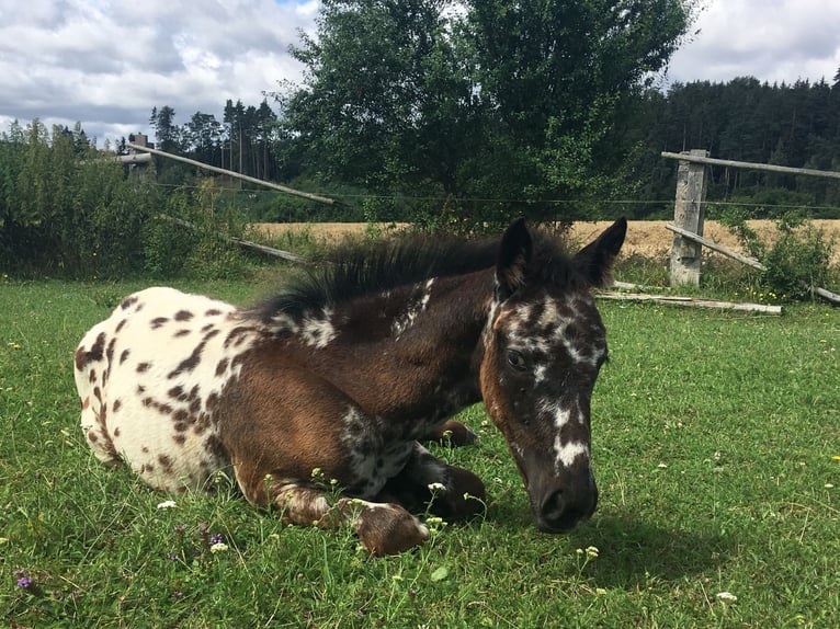 Appaloosa Mare Foal (04/2024) Leopard-Piebald in Brno