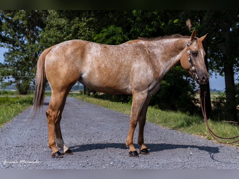 Appaloosa Mare Foal (04/2025) Leopard-Piebald in Cremona
