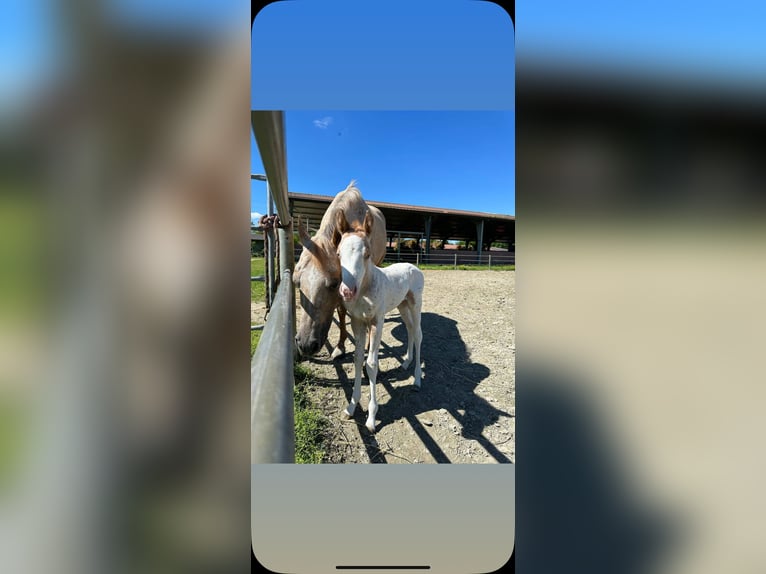Appaloosa Mare Foal (04/2025) Leopard-Piebald in Cremona