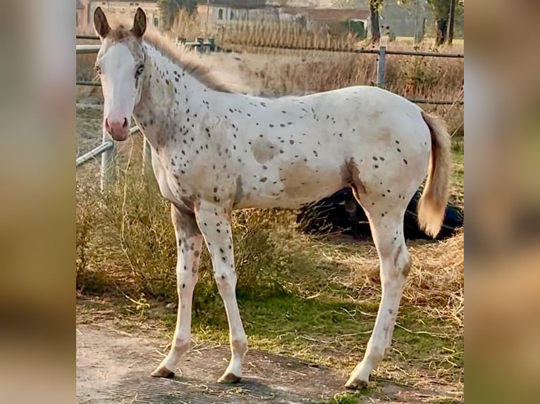 Appaloosa Mare Foal (04/2025) Leopard-Piebald in Cremona