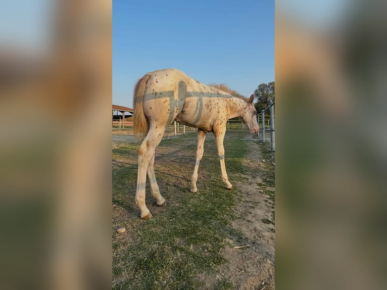 Appaloosa Mare Foal (04/2025) Leopard-Piebald in Cremona