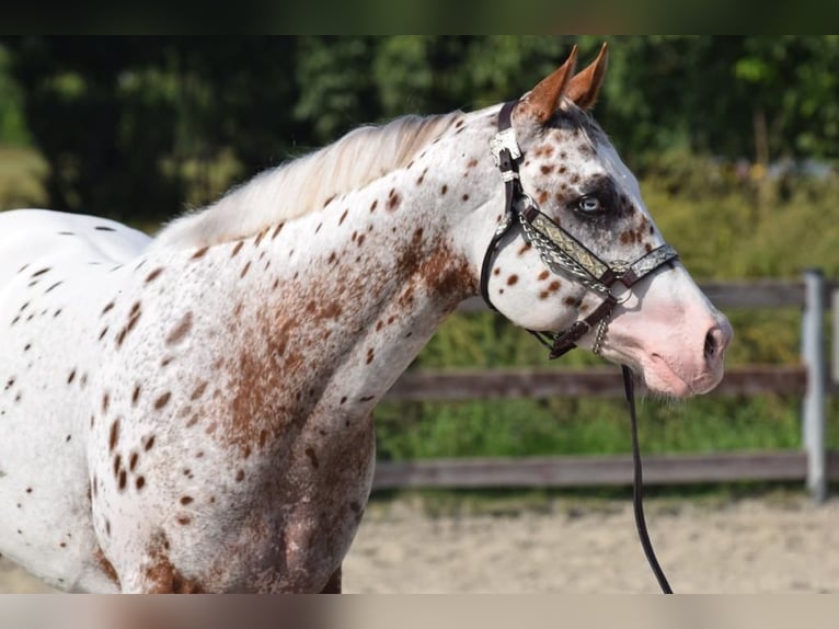 Appaloosa Mare Foal (04/2025) Leopard-Piebald in Cremona