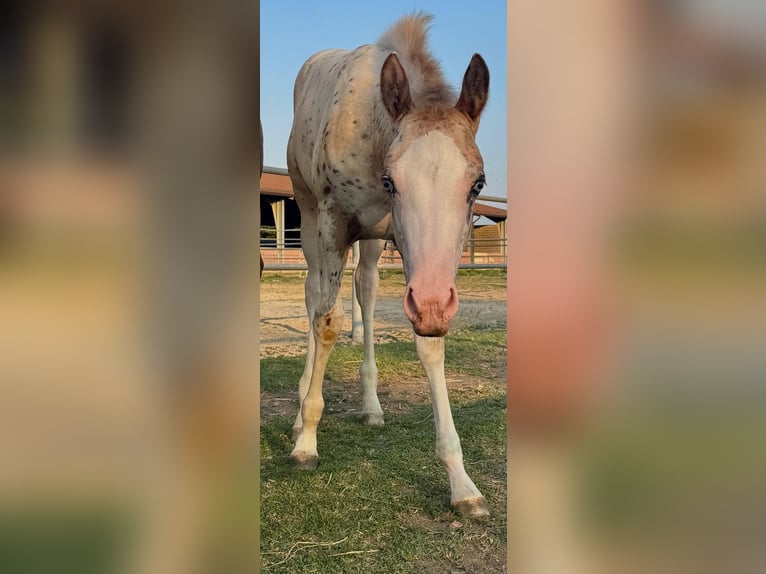 Appaloosa Mare Foal (04/2025) Leopard-Piebald in Cremona