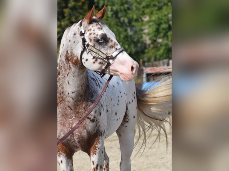 Appaloosa Mare Foal (04/2025) Leopard-Piebald in Cremona