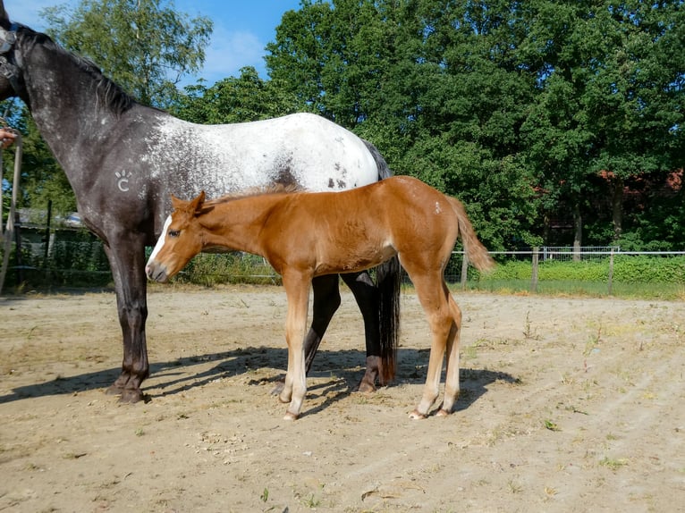 Appaloosa Mare Foal (05/2026)  in Friedeburg-Marx