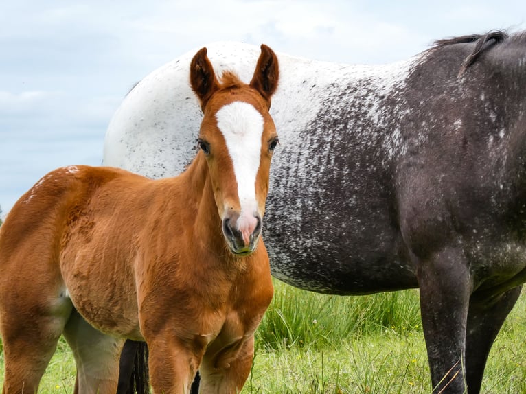 Appaloosa Mare Foal (05/2026)  in Friedeburg-Marx