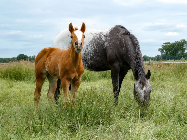 Appaloosa Mare Foal (05/2026)  in Friedeburg-Marx