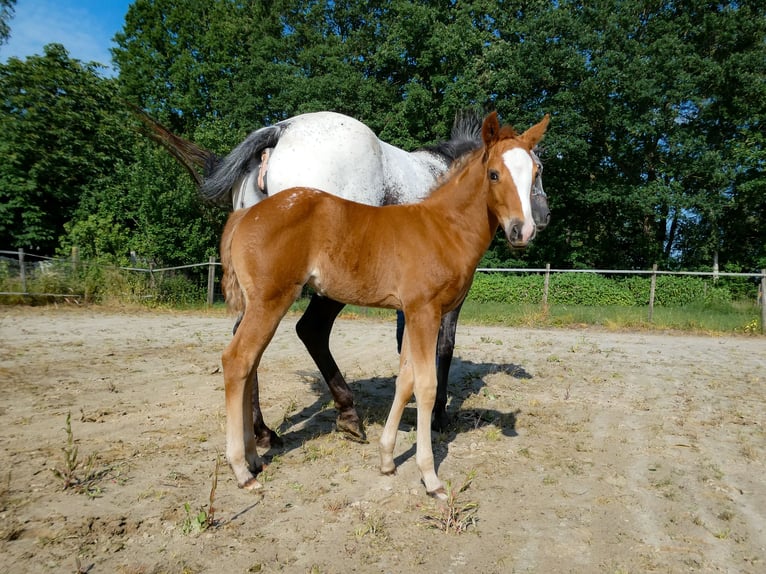 Appaloosa Mare Foal (05/2026)  in Friedeburg-Marx