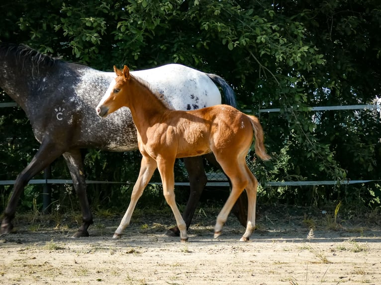 Appaloosa Mare Foal (05/2026)  in Friedeburg-Marx