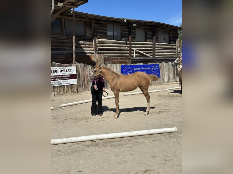 Appaloosa Mare Foal (04/2026) Red Dun in Kempfeld