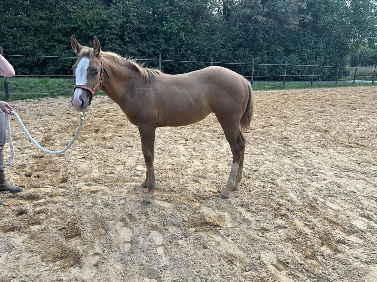 Appaloosa Mare Foal (04/2026) Red Dun in Kempfeld