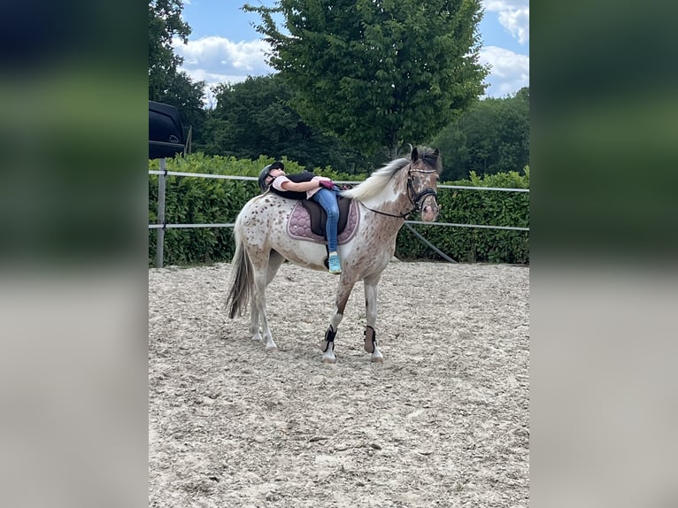 Appaloosa Merrie 10 Jaar 135 cm Gevlekt-paard in Rietberg
