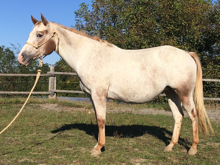 Appaloosa Merrie 10 Jaar 154 cm Roan-Red in Ti&#x161;nov