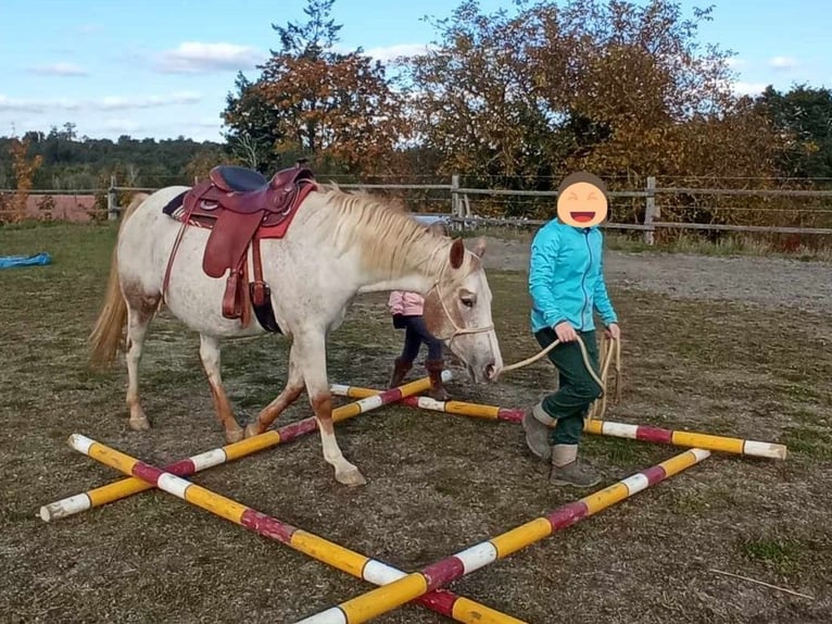 Appaloosa Merrie 10 Jaar 154 cm Roan-Red in Ti&#x161;nov