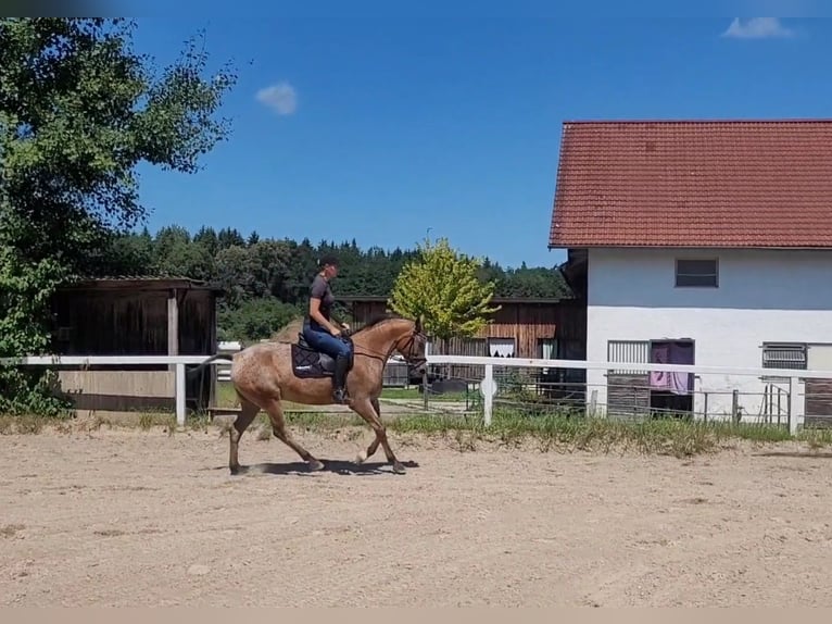 Appaloosa Mix Merrie 10 Jaar 155 cm in Lamprechtshausen