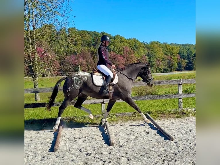 Appaloosa Merrie 10 Jaar 163 cm  in New Holland