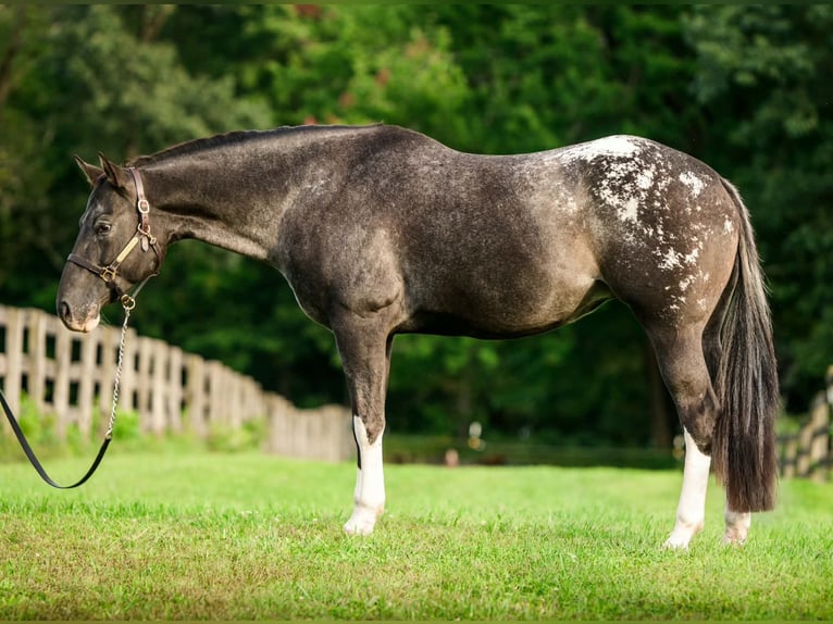 Appaloosa Merrie 10 Jaar 163 cm  in New Holland