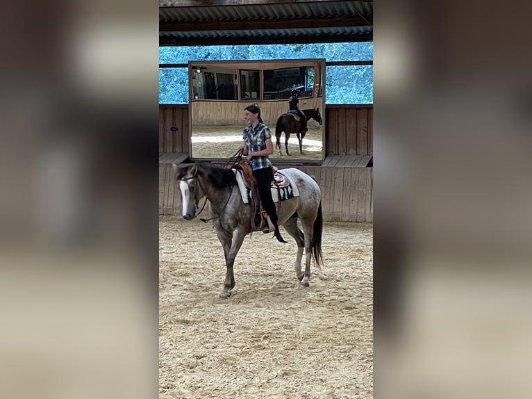 Appaloosa Merrie 11 Jaar 155 cm kan schimmel zijn in GöppingenGöppingen