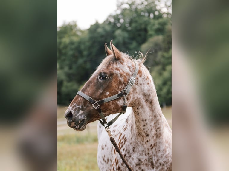 Appaloosa Merrie 11 Jaar 156 cm Appaloosa in Flörsbachtal