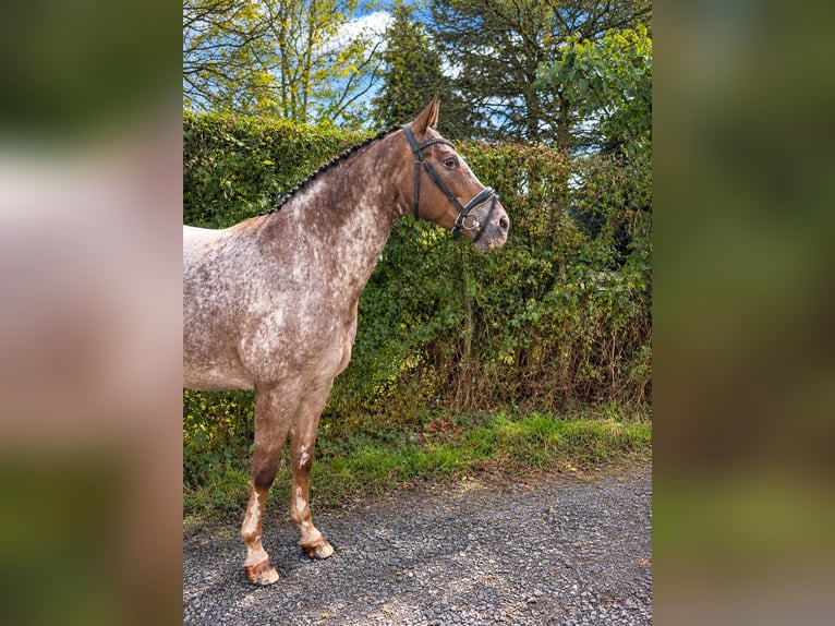 Appaloosa Merrie 11 Jaar  in Berschweiler bei Kirn