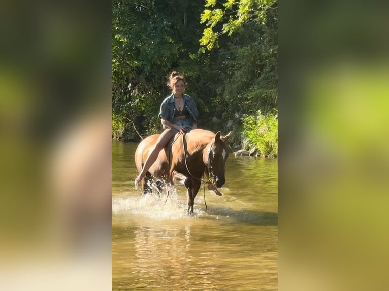 Appaloosa Merrie 12 Jaar 142 cm Donkere-vos in Felt OK