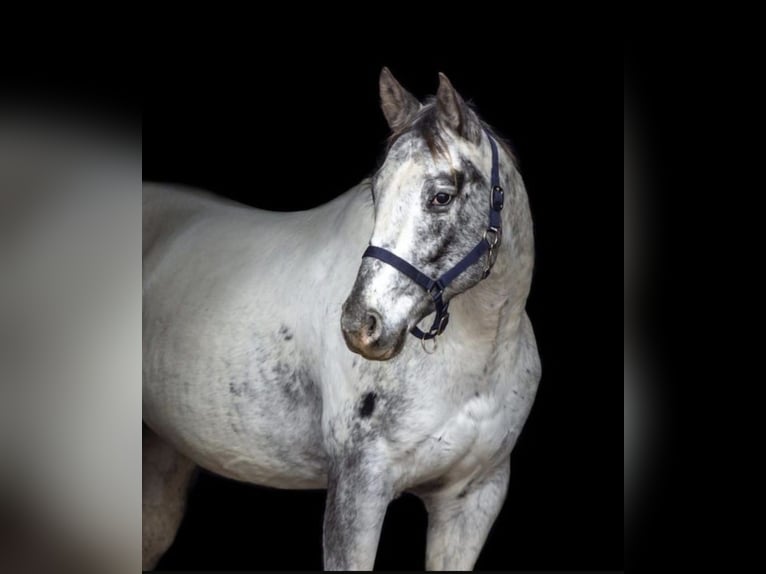Appaloosa Merrie 12 Jaar 155 cm  in Neumünster